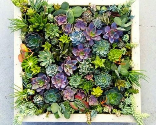 Ways to Decorate With Succulents, Even Without a Green Thumb