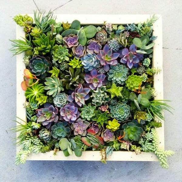 Ways to Decorate With Succulents, Even Without a Green Thumb