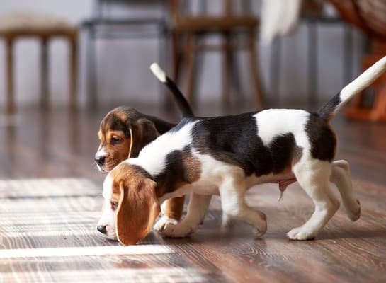 Tips for Keeping the House Fresh When Living with Pets