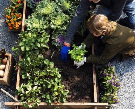30 Reasons Why Gardening is Good For Health