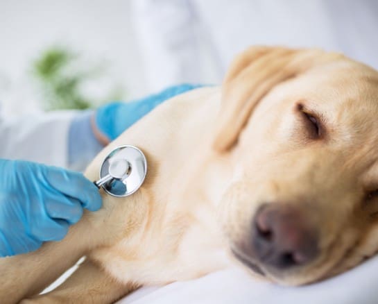 Common Items that are Poisonous to Dogs