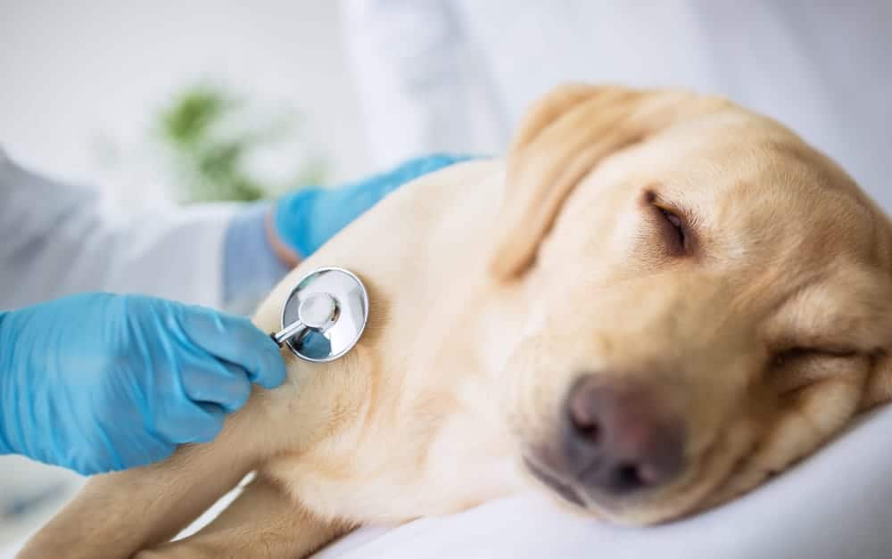 Common Items that are Poisonous to Dogs