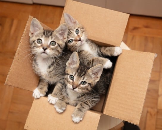 An Airbnb Full of Kittens and Other Unusual Bed ‘n’ Breakfast Spots