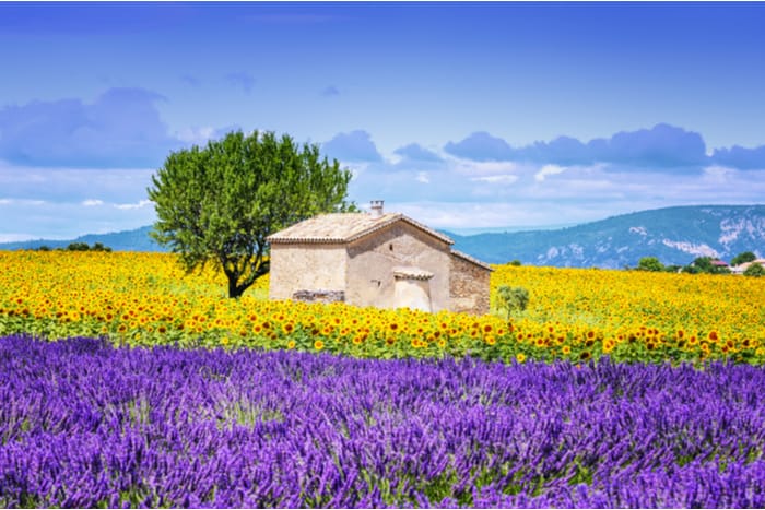 Fields of Wildflowers
