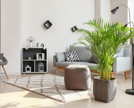 50 Houseplants That Are Healthy to Keep at Home