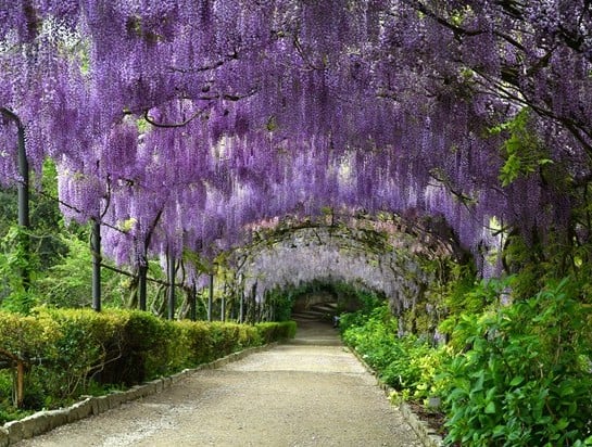 Plant These Flowers and Trees to Turn Your Garden into a Dreamland