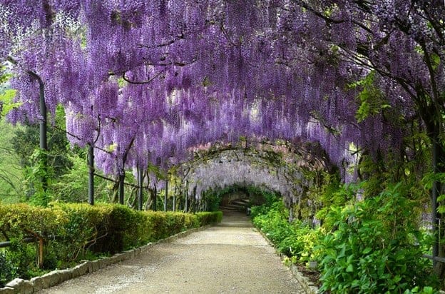 Plant These Flowers and Trees to Turn Your Garden into a Dreamland