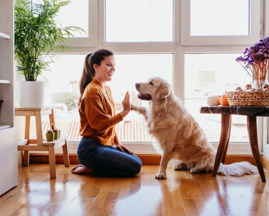 Try These Indoor Activities With Your Pets while Stuck at Home