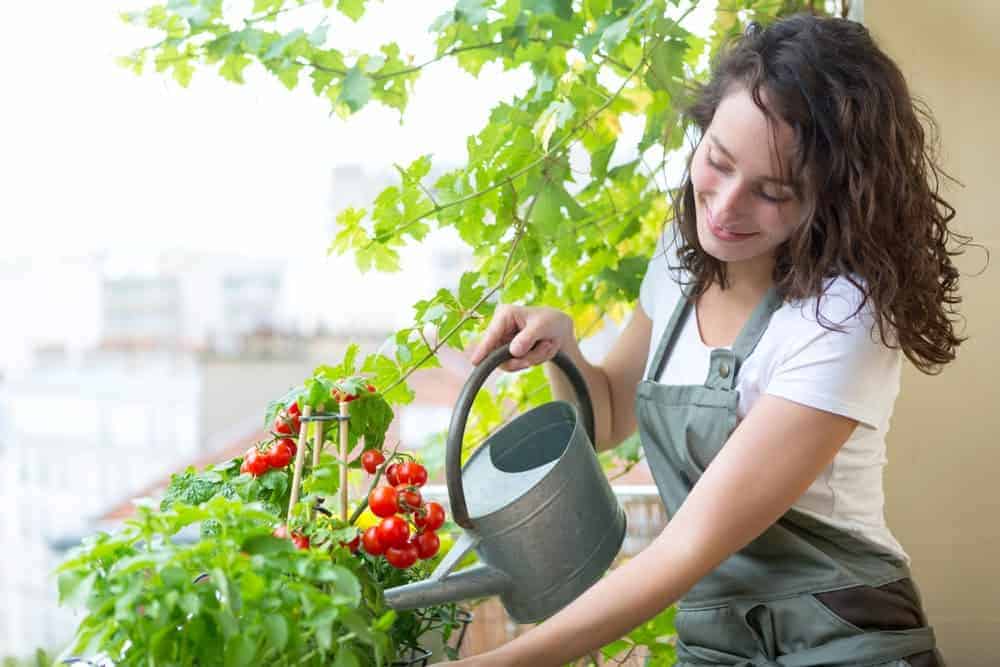 Start a Dreamy Kitchen Garden Today with These Tips
