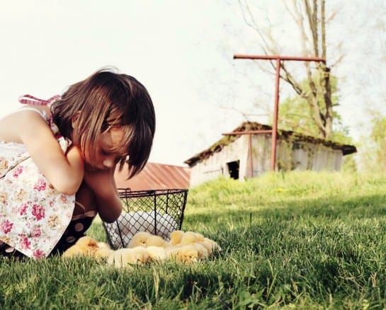 30 Consejos para Montar un Gallinero en el Patio Trasero