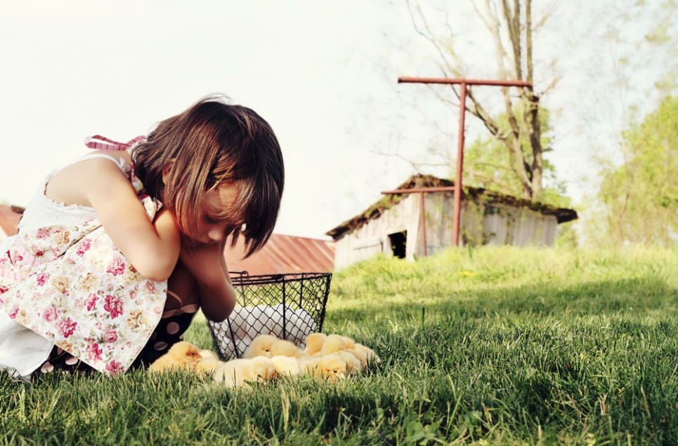 30 Consejos para Montar un Gallinero en el Patio Trasero