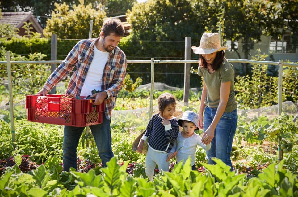 Evita errori madornali con questi consigli per esperti di giardinaggio