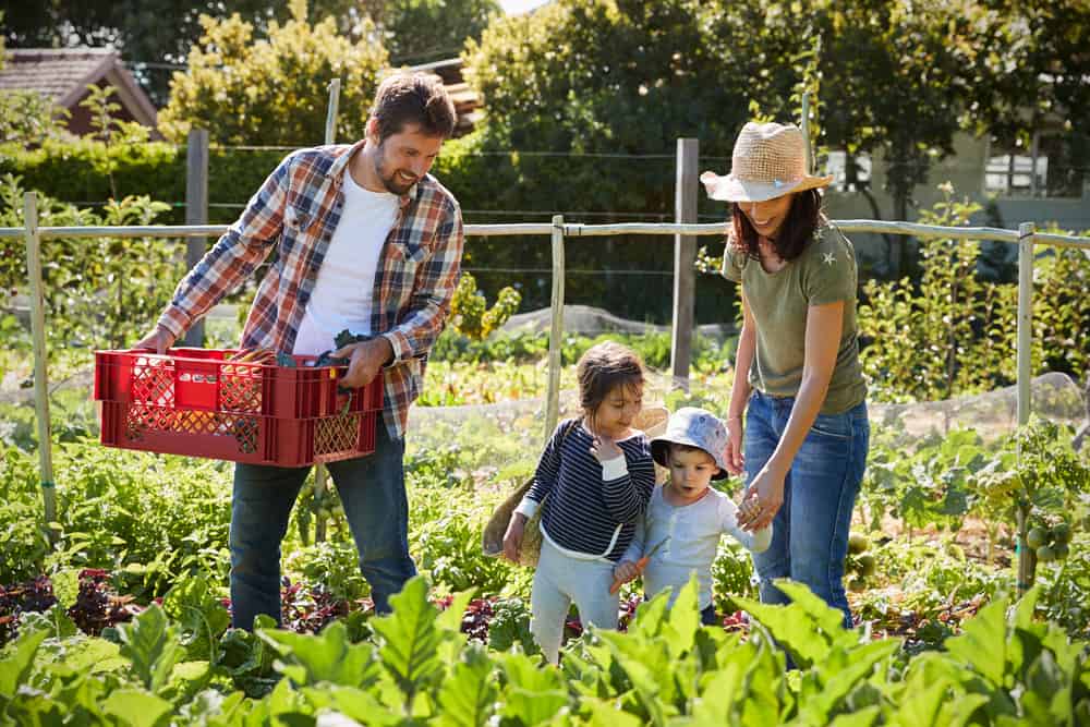 Avoid Huge Mistakes With These Expert Gardening Tips