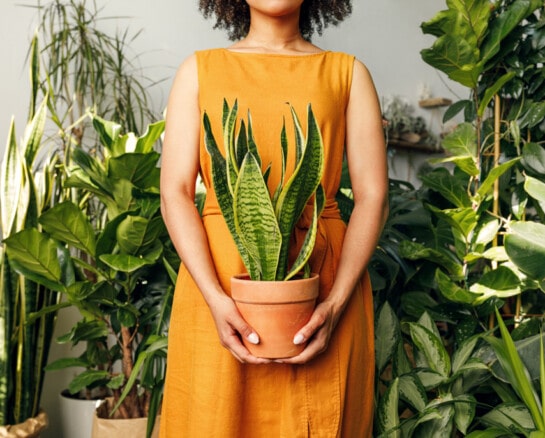 Biggest Mistakes People Make With Indoor Plants