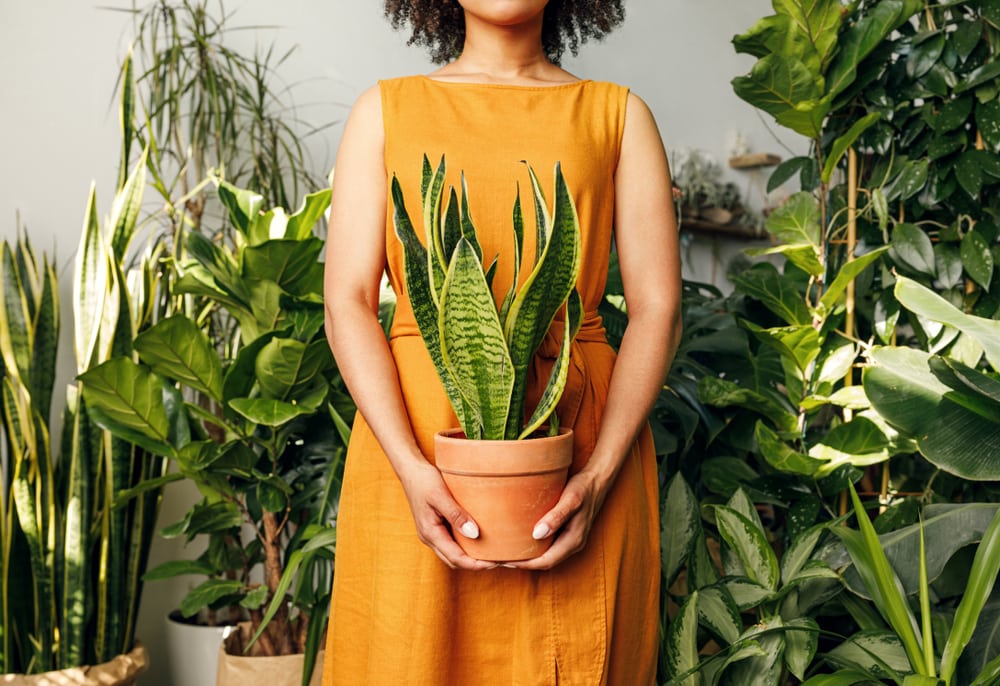 Biggest Mistakes People Make With Indoor Plants