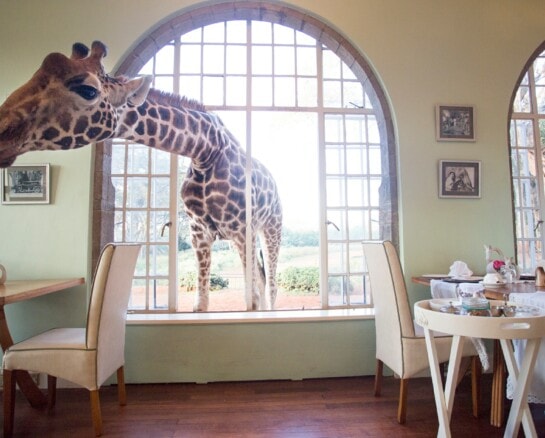 These Quirky Hotels are the Destinations of the Moment