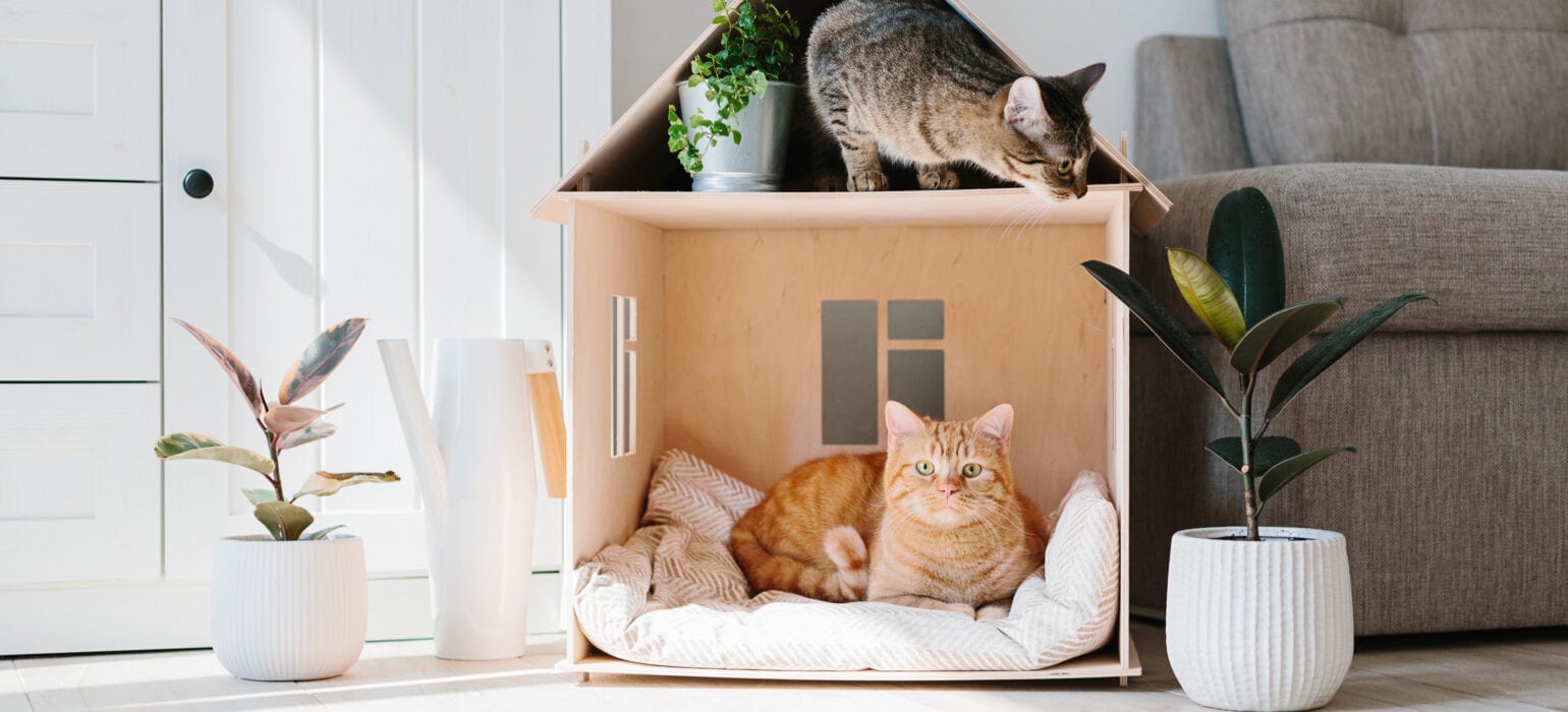 Delightful Pet Accessories that Your Furry Friend Deserves