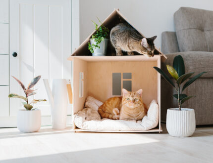 Delightful Pet Accessories that Your Furry Friend Deserves