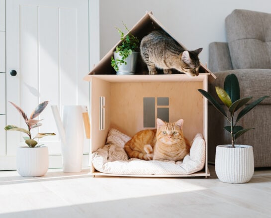 Delightful Pet Accessories that Your Furry Friend Deserves