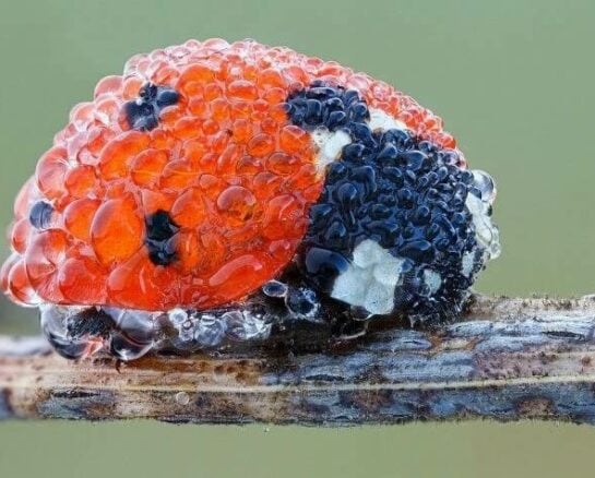 These Unbelievable Pictures Will Have You Questioning Reality