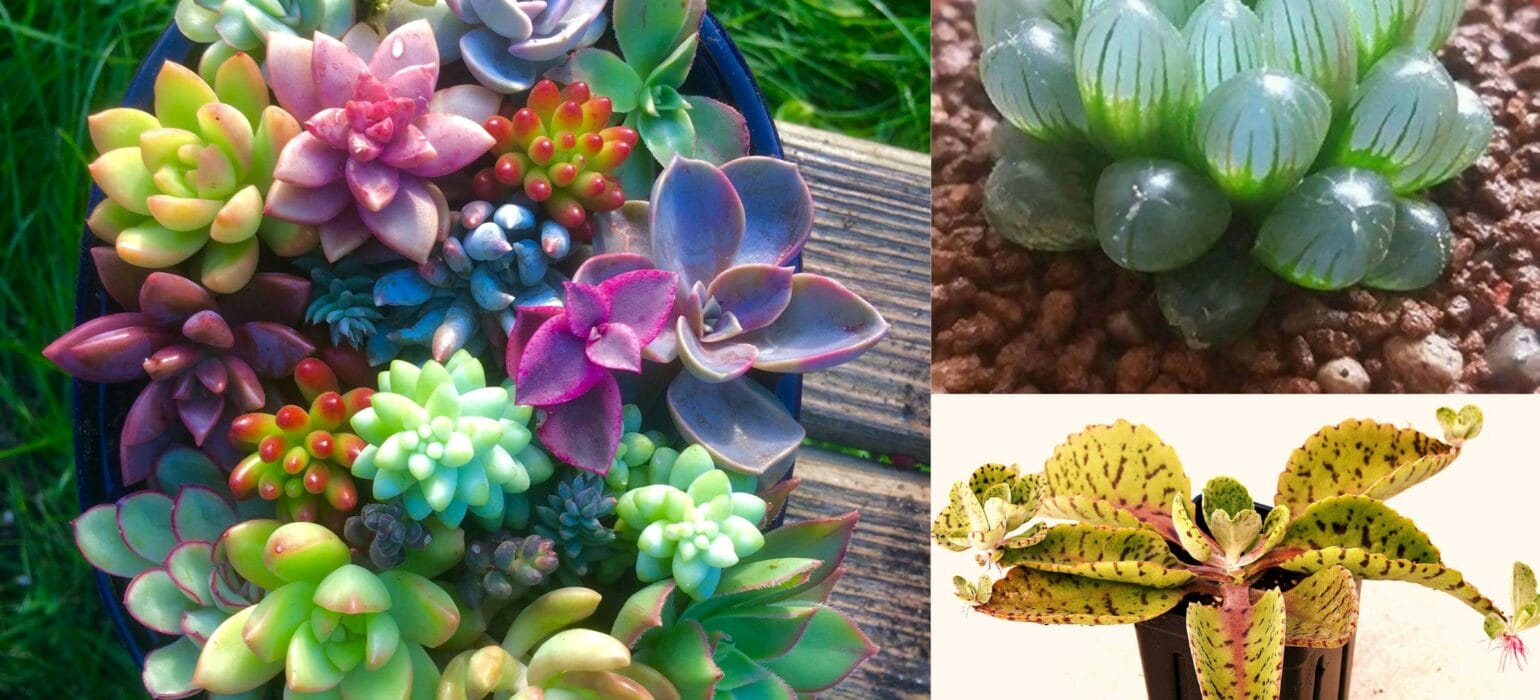 Fascinating Succulents That Look Like Art from Another Galaxy
