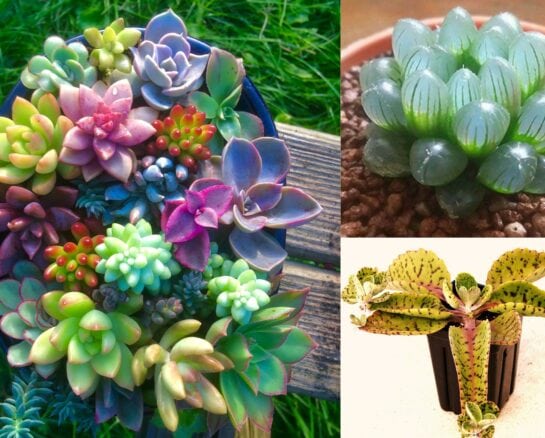 Fascinating Succulents That Look Like Art from Another Galaxy