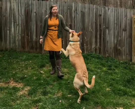 Dog Training Hacks That Will Make Home Life Easier