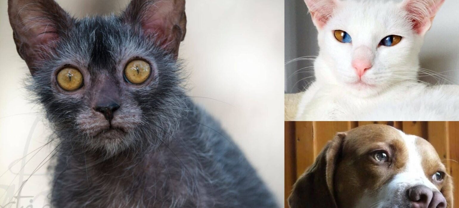 Rare Genetic Anomalies that Make Pets Remarkably Beautiful