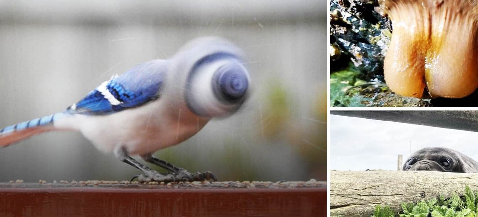 Naturaleza Lado B: 40 Fotos de Vida Silvestre que Nunca Llegarán a la Portada de National Geographic