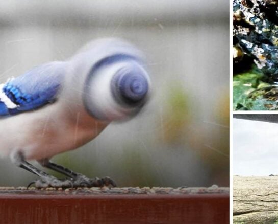 40+ Fotos Hilárias da Vida Selvagem Que Nunca Sairão na Capa da National Geographic