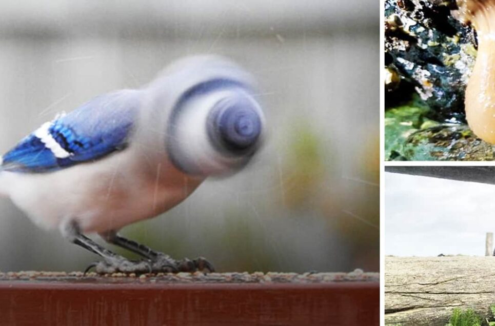 Naturaleza Lado B: 40 Fotos de Vida Silvestre que Nunca Llegarán a la Portada de National Geographic