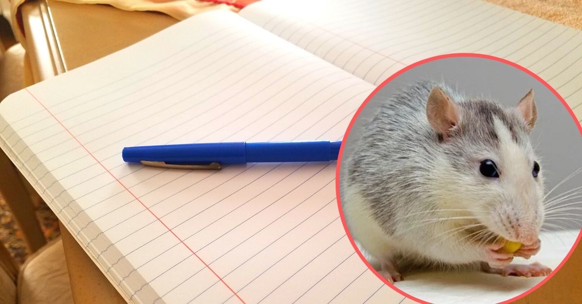Everyday Things With Hidden Features You Never Knew About