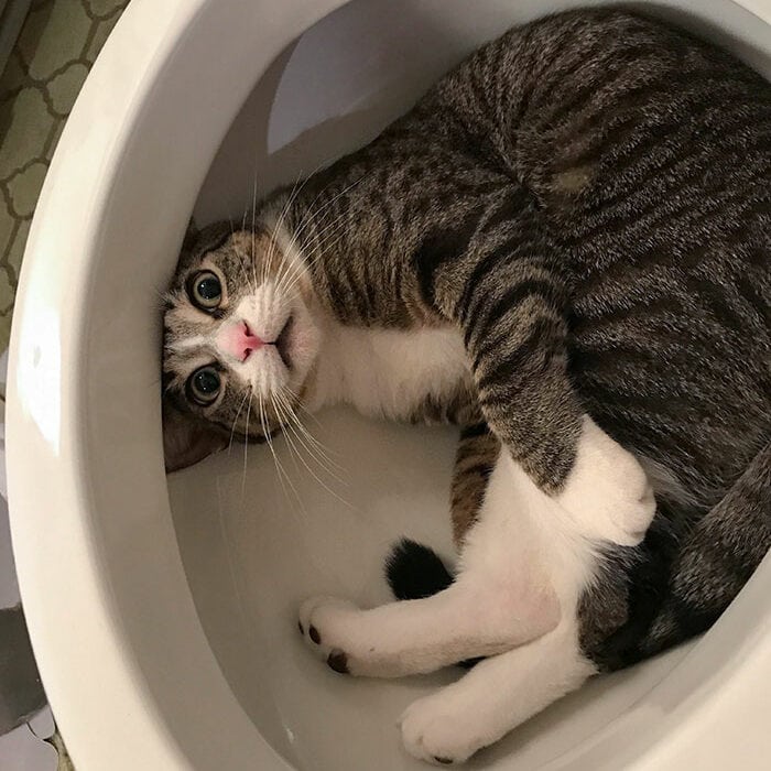 Hilarious Pics Of Cats Found In Places They Don’t Belong