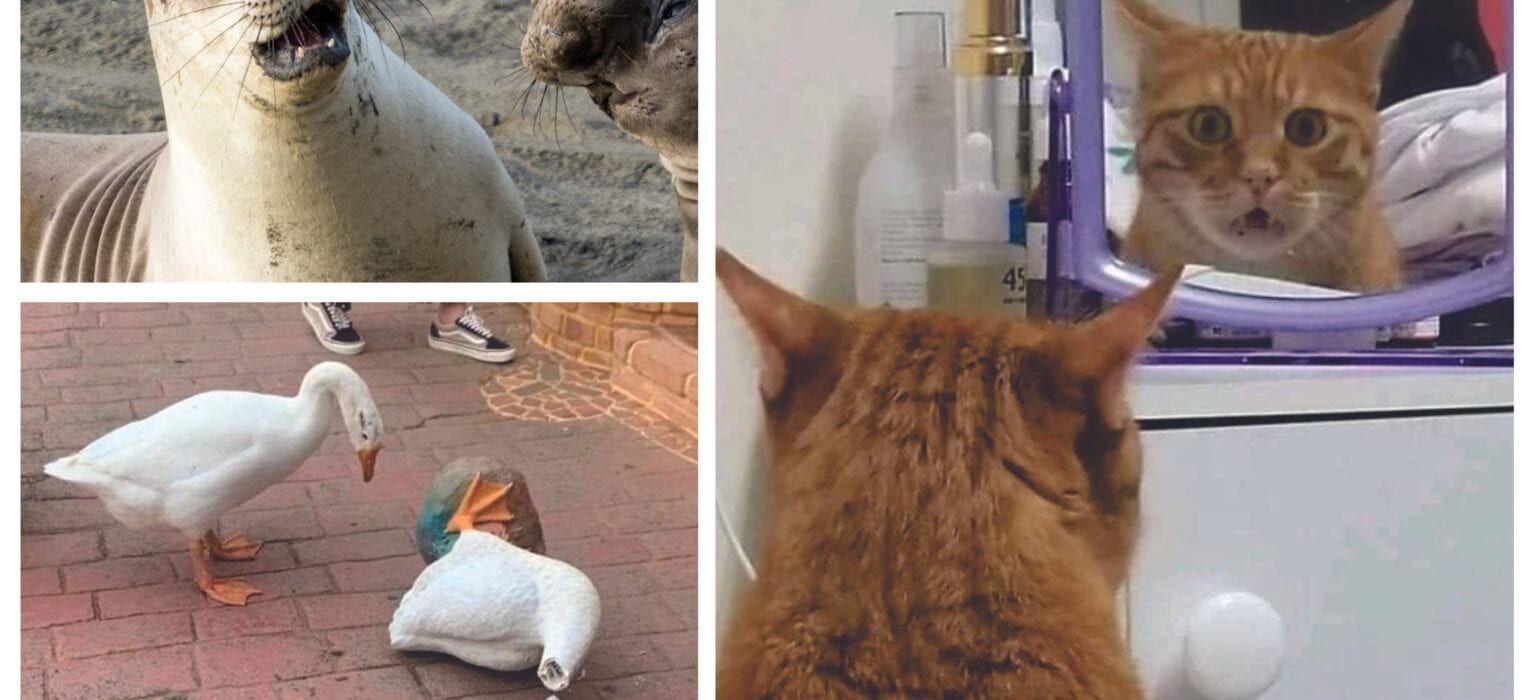 The Cutest Mood-Boosting Animal Pictures You Need Right Now!