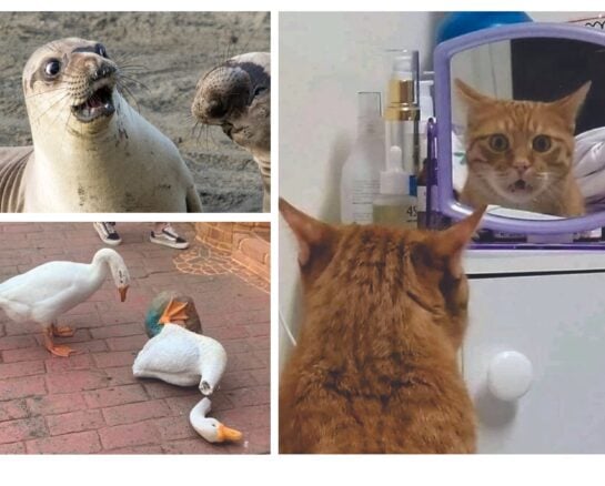 The Cutest Mood-Boosting Animal Pictures You Need Right Now!