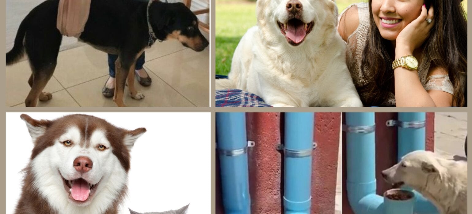 The Ultimate Pet Parent’s Guide to Guarantee Your Pet’s Health and Happiness