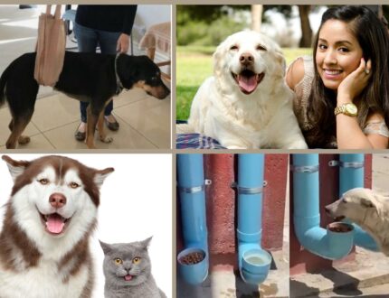 The Ultimate Pet Parent’s Guide to Guarantee Your Pet’s Health and Happiness