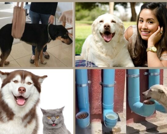 The Ultimate Pet Parent’s Guide to Guarantee Your Pet’s Health and Happiness