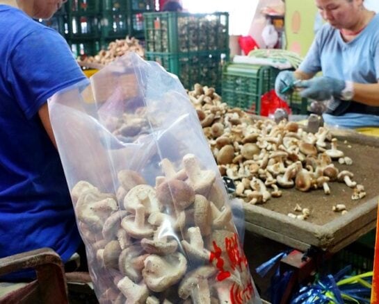 The Dark Side of Chinese Food: Startling Discoveries About Familiar Ingredients