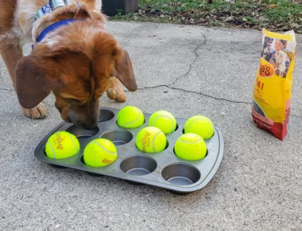Pet Hacks That Make Life So Much Easier