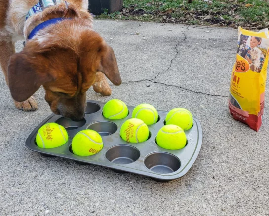 Pet Hacks That Make Life So Much Easier