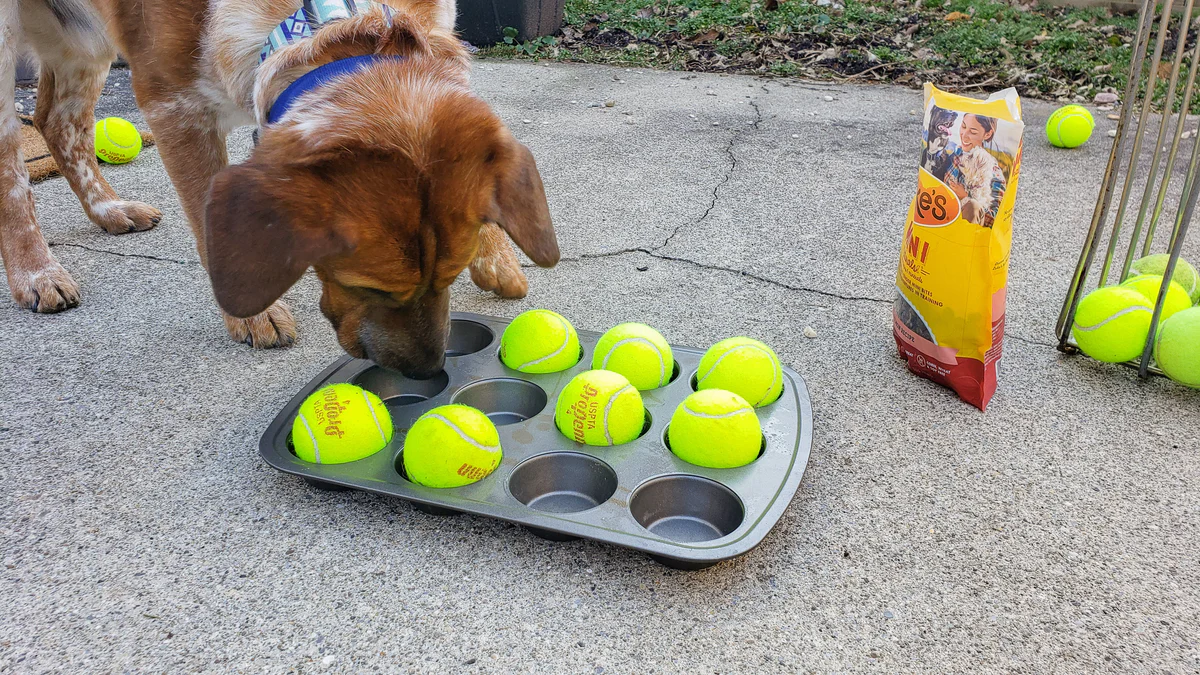 Pet Hacks That Make Life So Much Easier