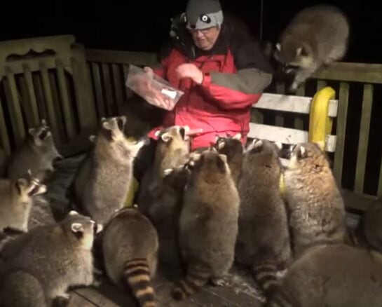 Terrible Home & Life Habits That Are Harming The Wildlife Around You