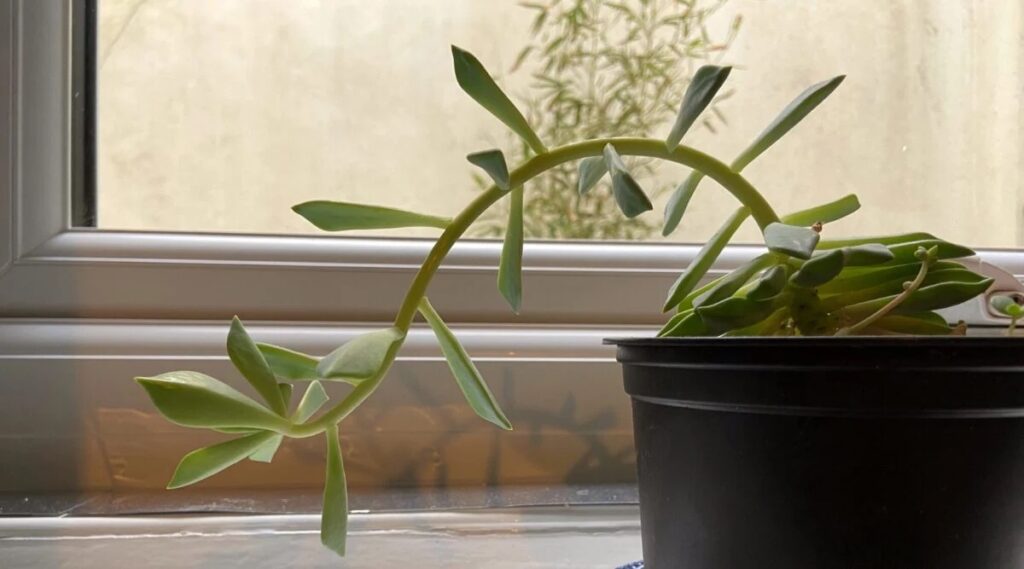 A Succulent Plant With Widely Spread Leggy Leaves 1200x667