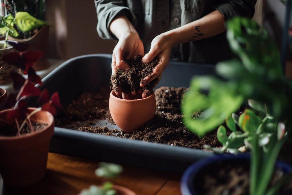 Best Indoor Potting Soil