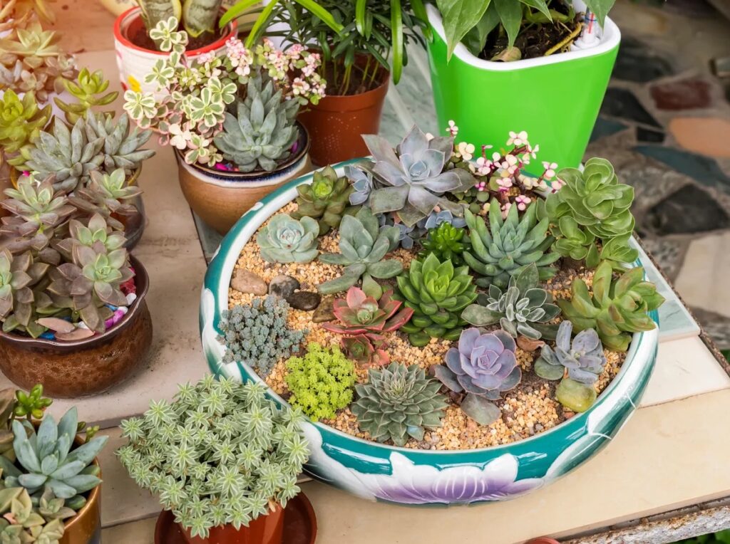 Dish Garden Plants 1