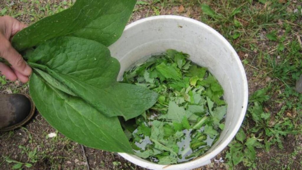 Fertilizer Tea 003 Full Width