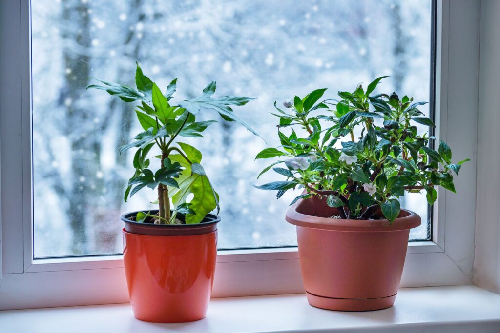 Houseplants Inside During Winter Ea434732748e4be2ac51a9883aee3623