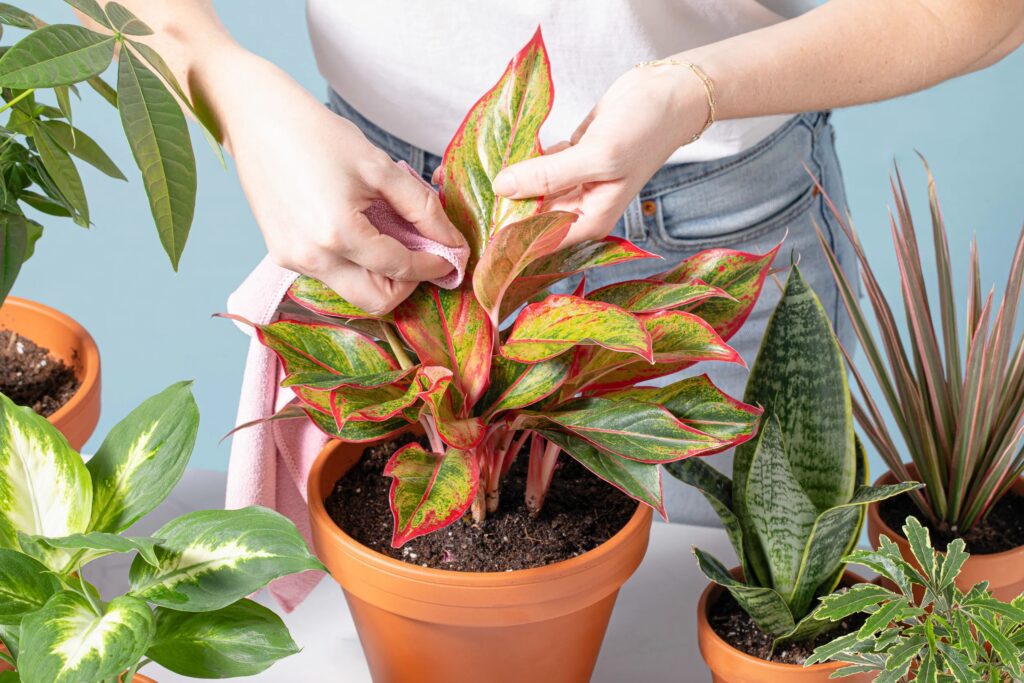 How To Clean Plants 1