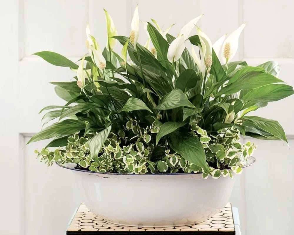 Large Ab7be60e 2726 4696 93b7 0110ce2bf866 E4a898fb 8e26 4402 Afd7 07e76854c927